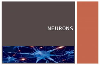 NEURONS.  Draw and Label a ‘typical’ neuron READING QUIZ.