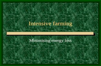 Intensive farming Minimising energy loss Intensive farms are profitable Maximise output by various methods Specially bred animals for high growth rates.