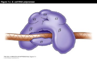 Figure 7.1 E. coli RNA polymerase. Figure 7.2 Sequences of E. coli promoters.