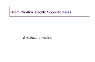 Gram-Positive Bacilli: Spore-formers Bacillus species.