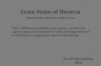 Gram Stains of Bacteria Bio 243 Microbiology Some of the unknowns used in class Note: differences in media used to grow, growth rate, age of culture, concentration.
