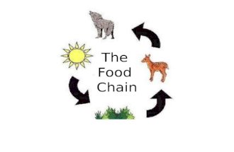The Food Chain. What is a Food Chain? The food chain is the transfer of energy from one species to another. All living things need energy to grow.
