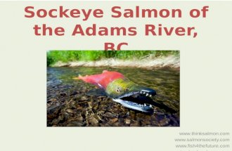 Sockeye Salmon of the Adams River, BC    .