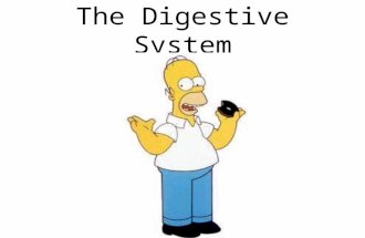The Digestive System. Digestive System: Overview The alimentary canal or gastrointestinal (GI) tract digests and absorbs food. –Alimentary canal – mouth,
