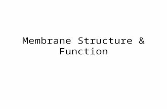 Membrane Structure & Function. Terms Selective Permeability Fluidity of membranes.