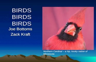 BIRDS BIRDS BIRDS Joe Bottoms Zack Kraft Northern Cardinal – a hip, kooky native of Minnesota.