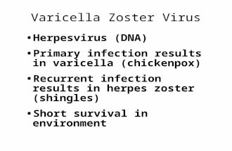 Varicella Zoster Virus Herpesvirus (DNA) Primary infection results in varicella (chickenpox) Recurrent infection results in herpes zoster (shingles) Short.
