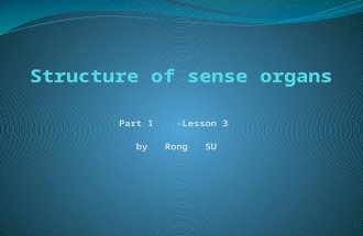 Part 1 -Lesson 3 by Rong SU. Structure of eyes ugxg.blogspot.com.