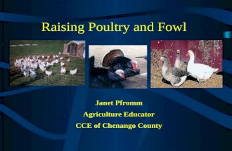 Raising Poultry and Fowl Janet Pfromm Agriculture Educator CCE of Chenango County.