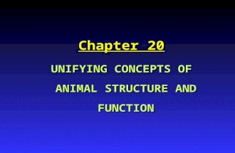 Chapter 20 UNIFYING CONCEPTS OF ANIMAL STRUCTURE AND FUNCTION.