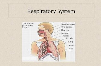 Respiratory System. Air sac air-filled spaces in the body alveoli very small air sacs; where air breathed in goes.