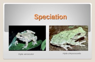 Speciation Hyla versicolor Hyla chrysoscelis. Using the (older) typological definition of species, these two groups of frogs were classified as one. Upon.