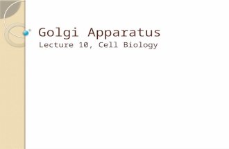 Golgi Apparatus Lecture 10, Cell Biology. Discovery of Golgi body  The Golgi apparatus is noticeable with both light and electron microscope. It is also.