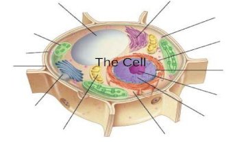 The Cell. Prokaryotic v. Eukaryotic Cells Prokaryotic Cell Cell membrane Cytoplasm Nucleus Organelles Eukaryotic Cell Section 7-1 Prokaryotic and Eukaryotic.