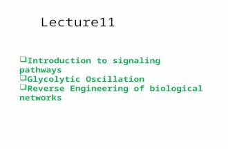 Lecture11  Introduction to signaling pathways  Glycolytic Oscillation  Reverse Engineering of biological networks.