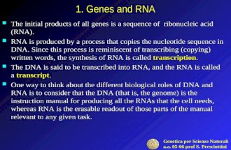 Genetica per Scienze Naturali a.a. 05-06 prof S. Presciuttini 1. Genes and RNA The initial products of all genes is a sequence of ribonucleic acid (RNA).