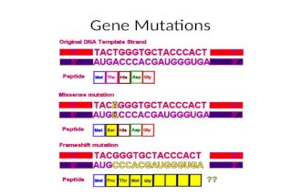 Gene Mutations. Mutation Vocabulary Gene Mutation Point Mutation – Substitution – Silent – Missense – Nonsense Frameshift – Insertion – Deletion Chromosomal.