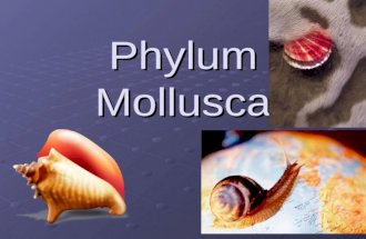 Phylum Mollusca. Introduction Mollusk – slugs, snails, octopus, squid, clam, oyster 50,000 living mollusk species and about 35,000 fossil species. The.