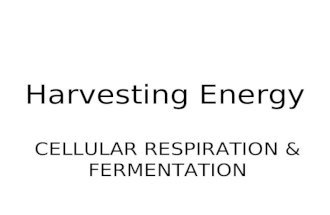 Harvesting Energy CELLULAR RESPIRATION & FERMENTATION.