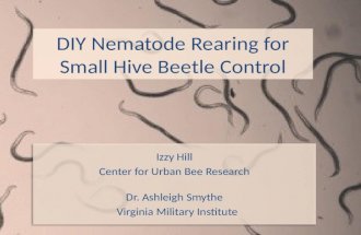 Nematodes 101 How to rear beneficial nematodes for SHB control How to apply them Nematodes 101 How to rear beneficial nematodes for SHB control How to.