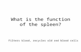 What is the function of the spleen? Filters blood, recycles old red blood cells.