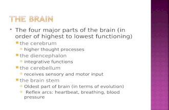 The four major parts of the brain (in order of highest to lowest functioning)  the cerebrum higher thought processes  the diencephalon integrative.