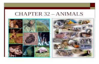 CHAPTER 32 – ANIMALS. 32-1: The Nature of Animals  Two types of Animals: Vertebrates  Animals with a backbone Invertebrates  Animals without a backbone.