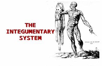 THE INTEGUMENTARY SYSTEM. I. Introduction A.Basics 1.Consists of skin, hair, nails, and cutaneous glands. 2.Largest organ of body 15-20 sq. ft 9 lbs 0.5-4.00.