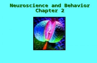 Neuroscience and Behavior Chapter 2. What’s In This Chapter? What does biology have to do with our behavior? What’s in a brain????? How does the brain.