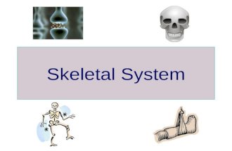 Skeletal System. General Facts # of bones in the body: ??? 206 Bones : many different shapes and sizes.