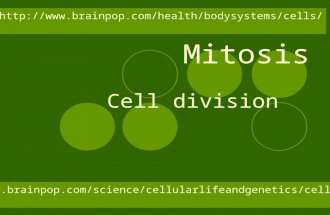 Mitosis Cell division