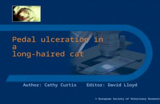 Pedal ulceration in a long-haired cat Author: Cathy CurtisEditor: David Lloyd © European Society of Veterinary Dermatology.