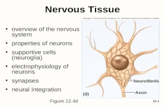 12-1 Nervous Tissue overview of the nervous system properties of neurons supportive cells (neuroglia) electrophysiology of neurons synapses neural integration.