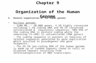 Chapter 9 Organization of the Human Genome 1.General organization of the human genome: Nuclear genome: - 3200 Mb, ~ 30,000 genes, 4.5% highly conserved.