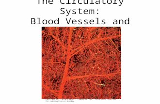The Circulatory System: Blood Vessels and Circulation Copyright (c) The McGraw-Hill Companies, Inc. Permission required for reproduction or display.