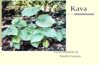 Kava Victor Babalola & Natalee Gautam. Taxonomy [1] Scientific name: Kingdom: Plantae Division: Magnoliophyta Class: Magnoliopsida Order: Piperales Family: