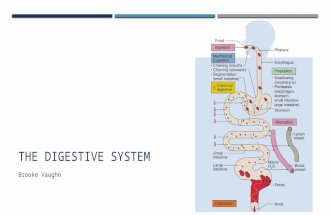 THE DIGESTIVE SYSTEM Brooke Vaughn. THE DIGESTIVE SYSTEM  Series of connected organs  Breaks down food, absorbs nutrients, eliminates waste.