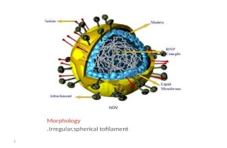 NDV Morphology Irregular,spherical tofilament. 1.