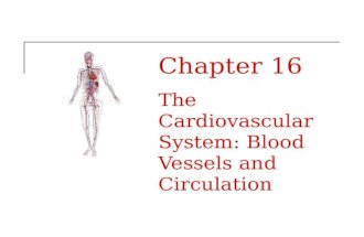 Chapter 16 The Cardiovascular System: Blood Vessels and Circulation.