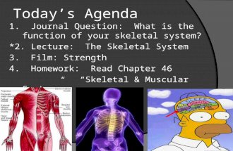 Today’s Agenda 1. Journal Question: What is the function of your skeletal system? *2. Lecture: The Skeletal System 3. Film: Strength 4. Homework: Read.