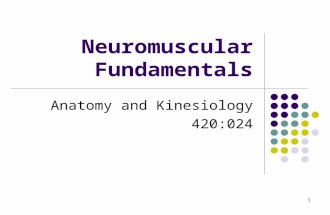 1 Neuromuscular Fundamentals Anatomy and Kinesiology 420:024.
