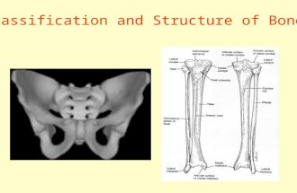 Classification and Structure of Bones. Goals for Today Learn about skeletal support system Learn about the 4 bone groups Learn about bone structure Learn.