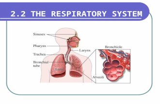 2.2 THE RESPIRATORY SYSTEM. Function The exchange of oxygen and carbon dioxide between the Red blood cells and the lungs The circulatory system transports.