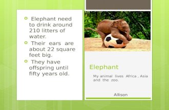 Elephant need to drink around 210 litters of water.  Their ears are about 22 square feet big.  They have offspring until fifty years old. Elephant.