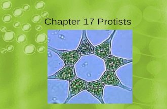 Chapter 17 Protists. 17.1 Protists are the most diverse of all eukaryotes protists: eukaryotes that are not animals, plants, or fungi –Most are unicellular.
