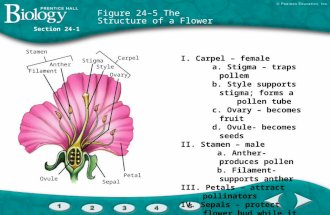 Filament Anther Stigma Style Ovary Carpel Petal Sepal Ovule Stamen Section 24-1 Figure 24–5 The Structure of a Flower I. Carpel – female a. Stigma – traps.
