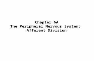 Chapter 6A The Peripheral Nervous System: Afferent Division.