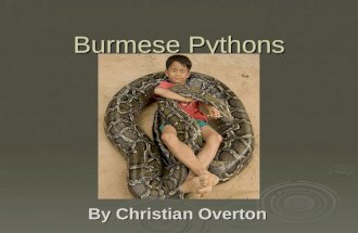 Burmese Pythons By Christian Overton. The Length and Weight. Average snake  7 metres long  weighing up to 91 kilograms  The heaviest snake is a Burmese.