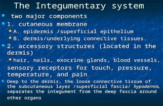 The Integumentary system two major components two major components 1. cutaneous membrane 1. cutaneous membrane A. epidermis /superficial epithelium A.