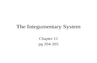 The Integumentary System Chapter 11 pg 204-205. The Integumentary System Composed of the skin, sweat and oil glands, hair, and nails Accounts for 7% of.